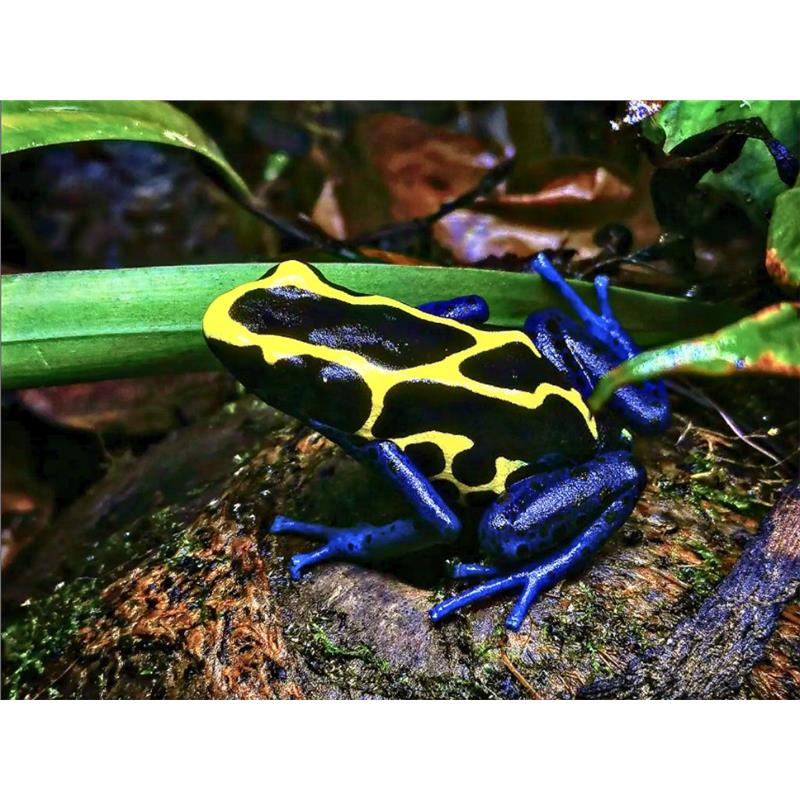 Broasca Dendrobates tinctorius Nominat (Poison Dart Frog) - imagine 3